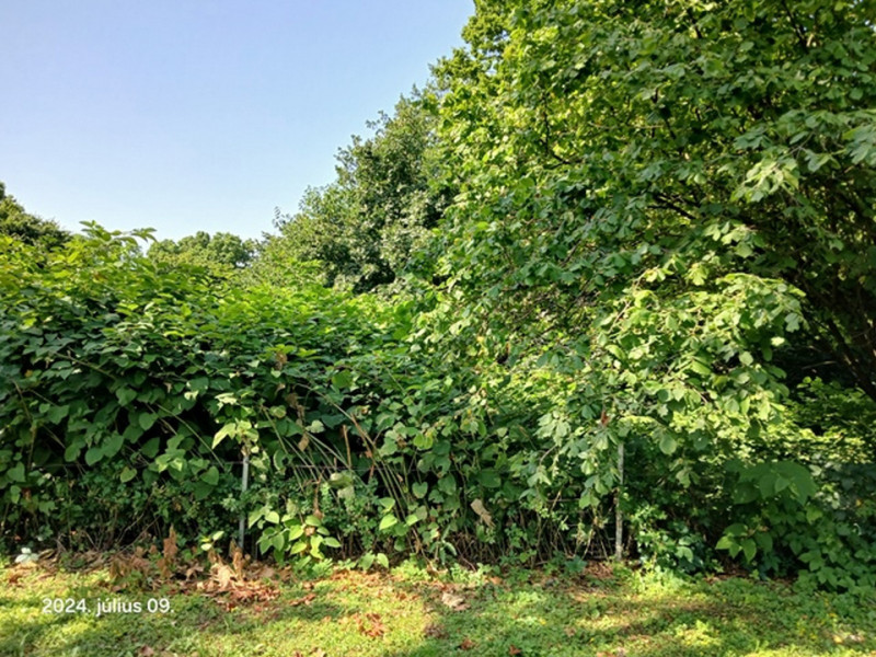 Miskolc, Iglói utca